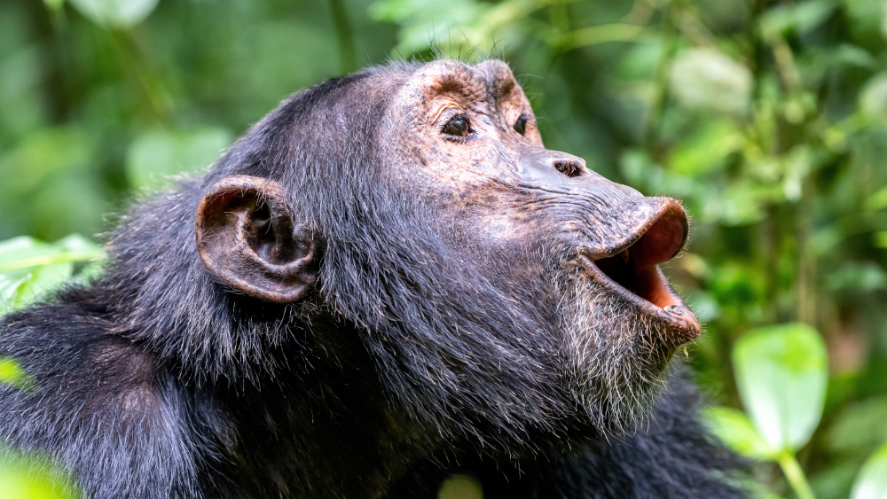 Do People and Wild Apes Share a Common Language? | The Institute for  Creation Research